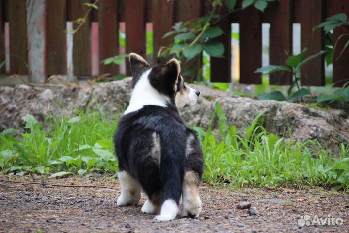 Вельш-корги пемброк