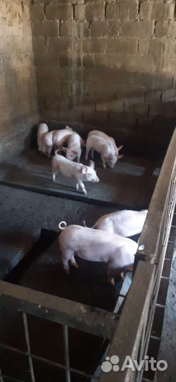 Поросята мать см1 отец дюрок-петрен.возраст от 45