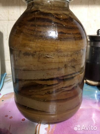 Чайный гриб комбуча