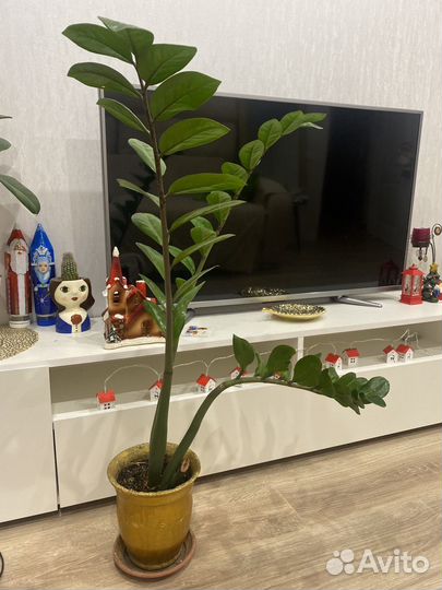 Замиокулькас