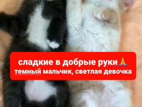 Котята в добрые руки бесплатно