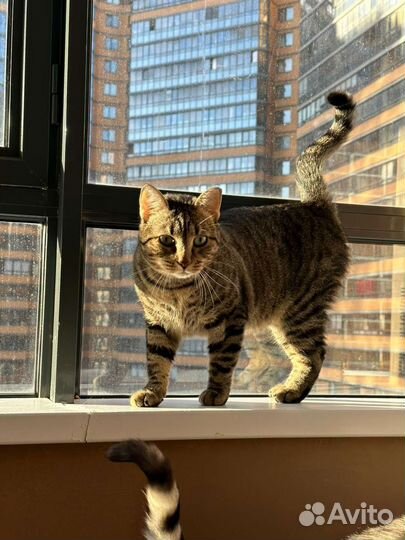 Зеленоглазый красавец Киссингс