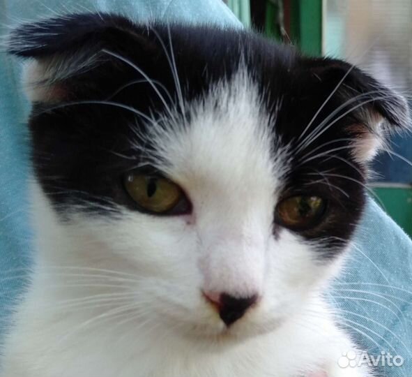 Кошка в дар бесплатно