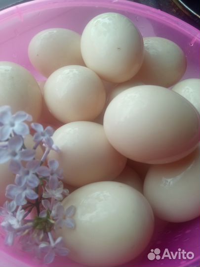 Утиные яйца