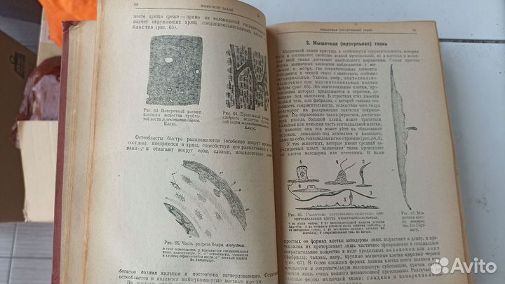 Зоология проф.Холодковский Антикварная