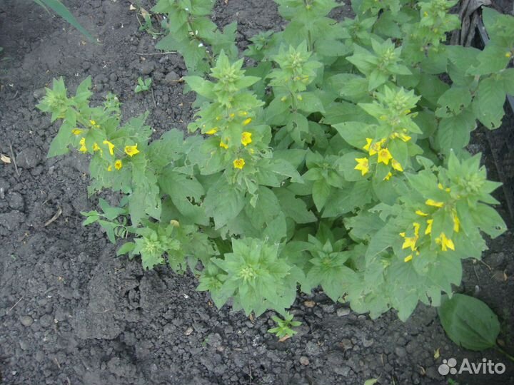 Рассада многолетних цветов