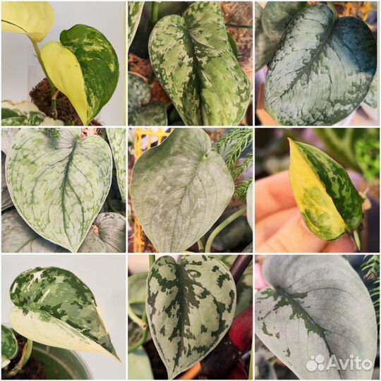 Сциндапсусы и эпипремнумы