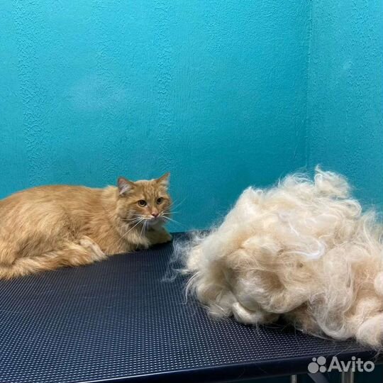 Стрижка кошек и собак Солнечный