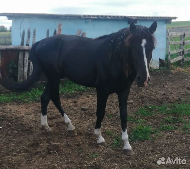 Лошадь трех годовалый
