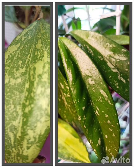 Хойи на срез