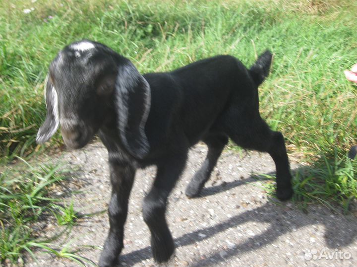 Нубийские козлята