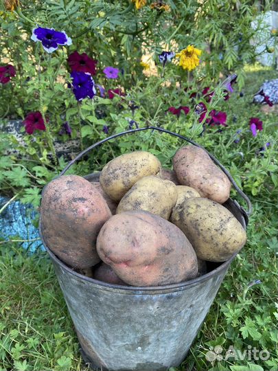 Продам картофель