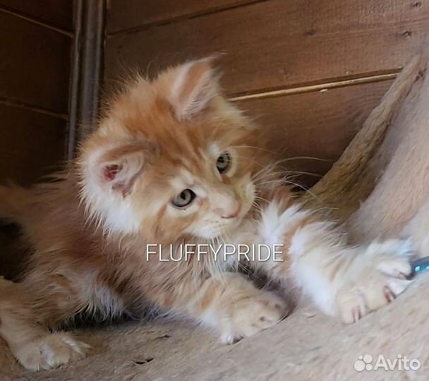 Мейн-кун котята питомник fluffy pride