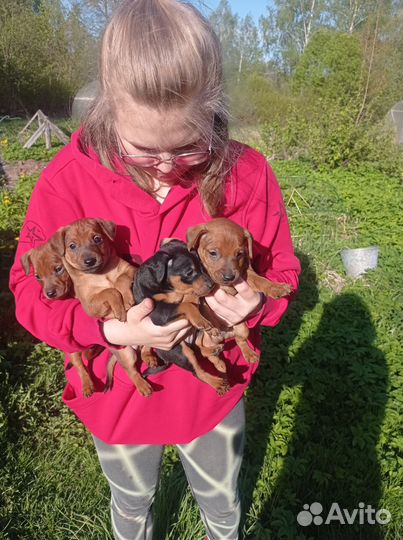 Щенки цвергпинчера