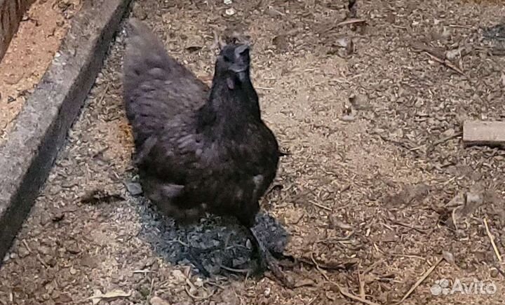 Яйца на инкубацию, курица Ухейилюй