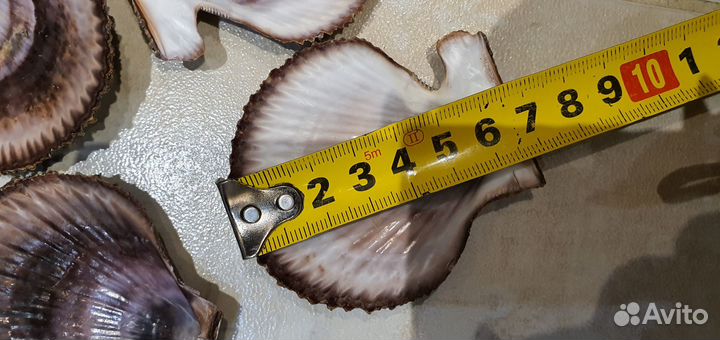 Морские гребешки ракушки раковины