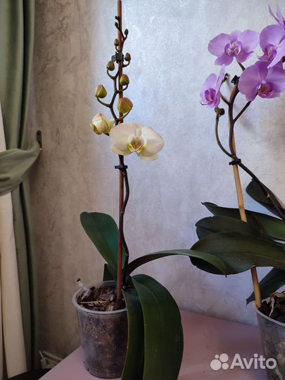 Орхидея фаленопсис