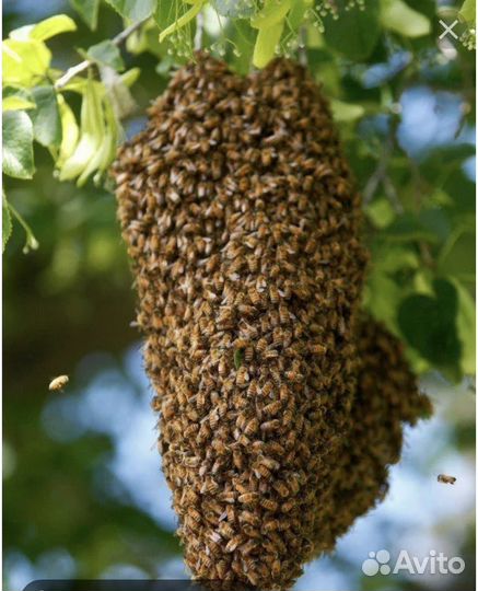 Сбор роя пчел