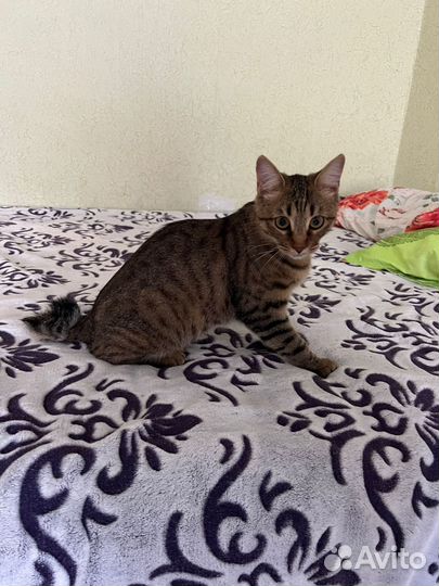 Кошка (помесь)