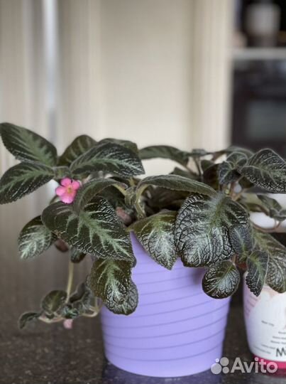 Комнатные растения