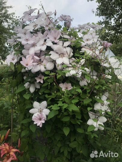 Клематисы многолетние цветы