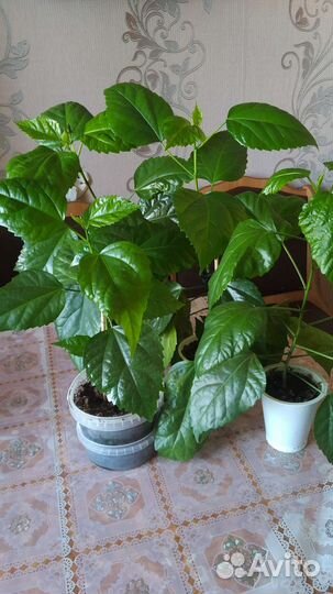 Гибискус китайская роза