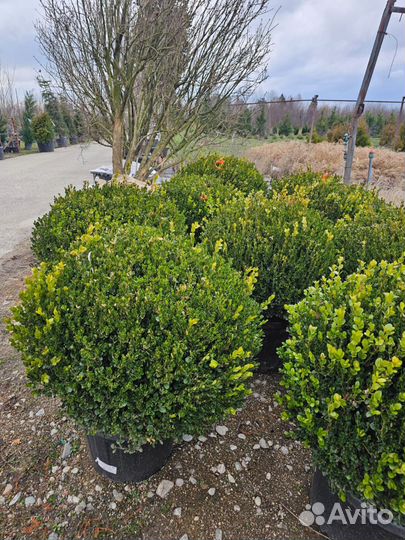 Самшит вечнозеленый/Буксус большой