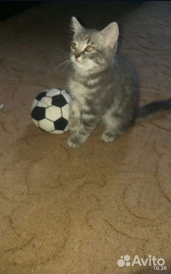 Британские котята