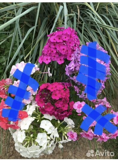 Садовые цветы