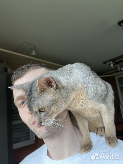 Абиссинский кот вязка