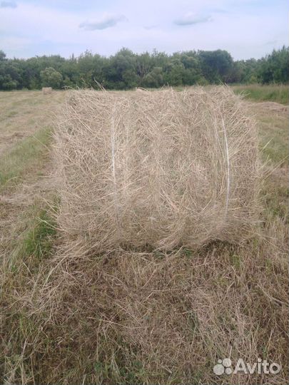 Сено в тюках