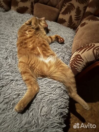 Отдам кота в добрые заботливые руки