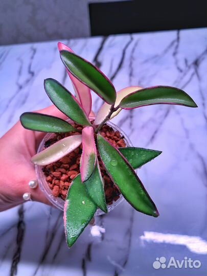 Хойя Кентиана Альбомаргината Лори Лин растение