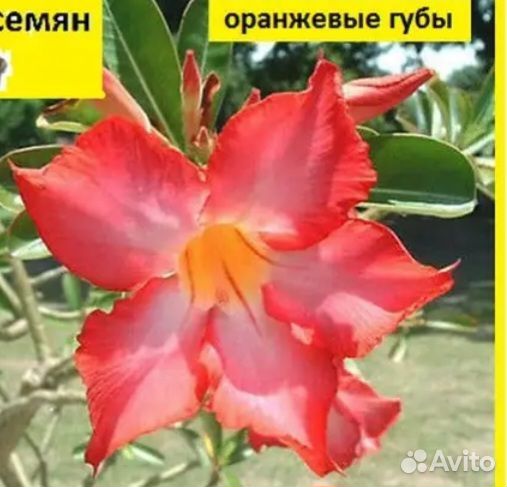 Комнатные цветы адениум