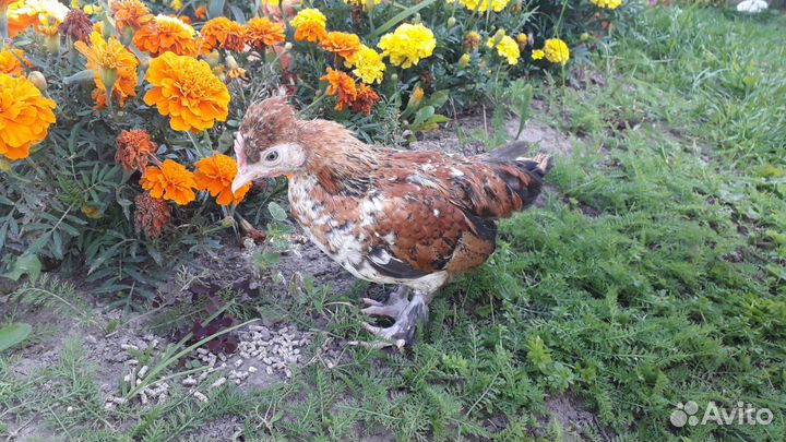 Петух карликовой породы Бентамка