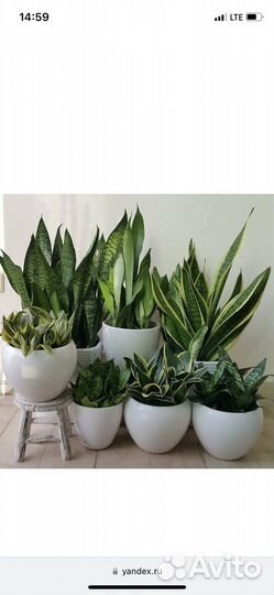 Сансевиерия