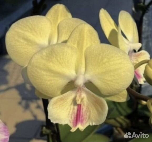 Орхидея фаленопсис биг лип