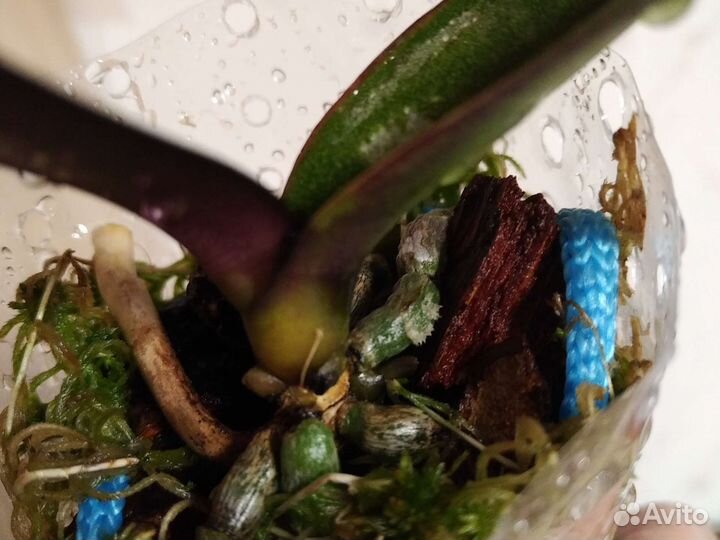 Орхидея фаленопсис