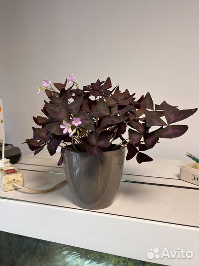 Кислица оксалис