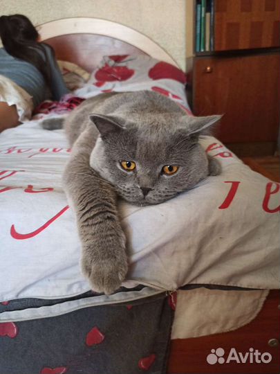 Вязка Шотландских кошек