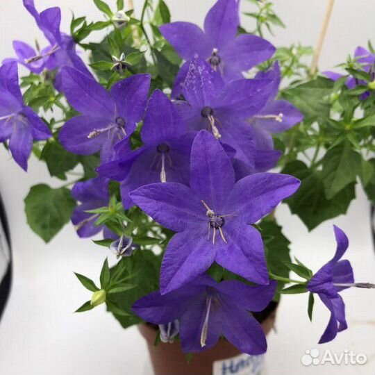 Кампанула Жених 