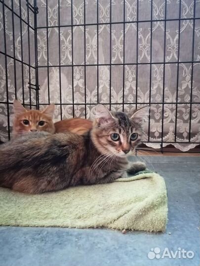 Кошка