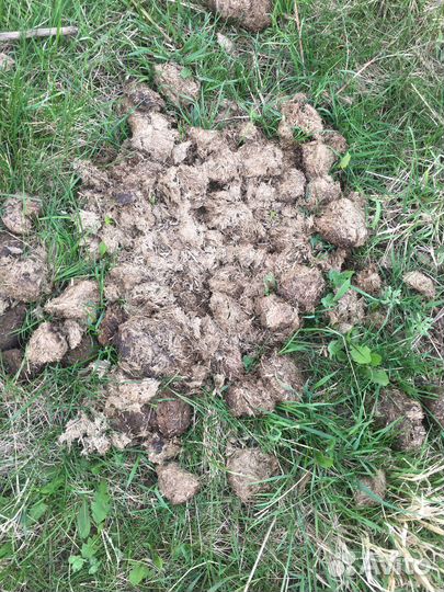 Навоз конский