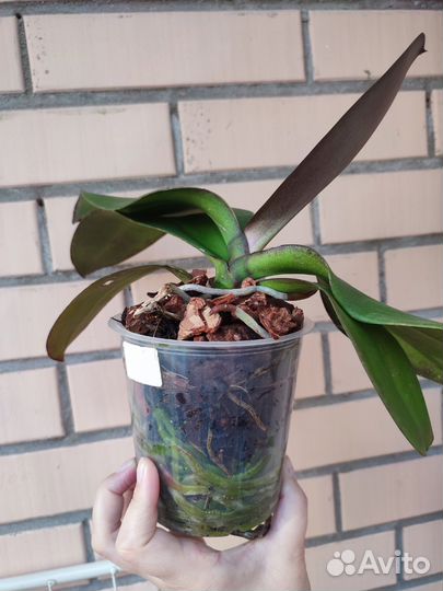 Орхидея фаленопсис