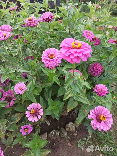 Циния на срез