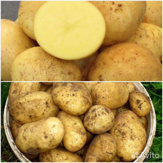 Продам картофель