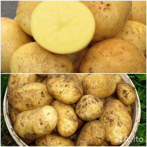 Продам картофель