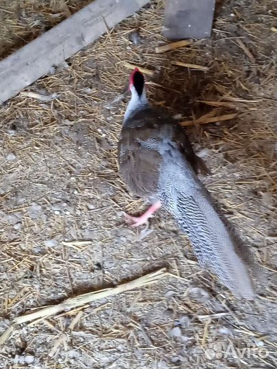 Фазаны и павлины