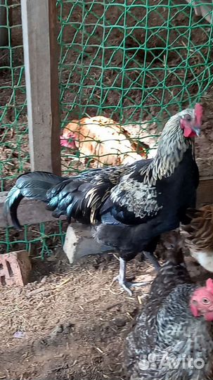 Петухи