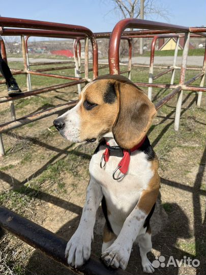 Бигль вязка